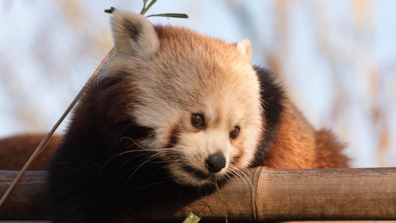 red panda, cute, bamboo, 4k