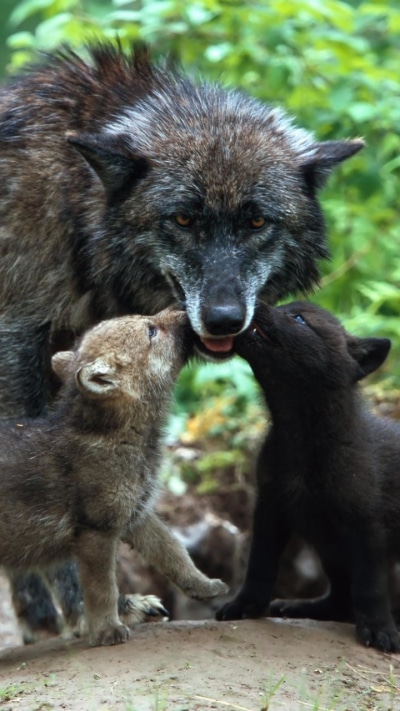 Animal Wolf, Baby Animal, Puppy, 720x1280