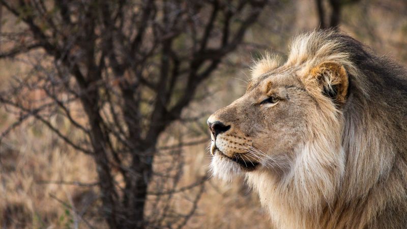 lion, big cat, king of beasts, full face, 4k