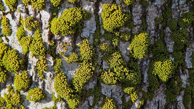 abstract, 4k, moss, tree
