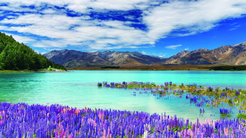 New Zealand, river, mountains, flowers, clouds, 4k