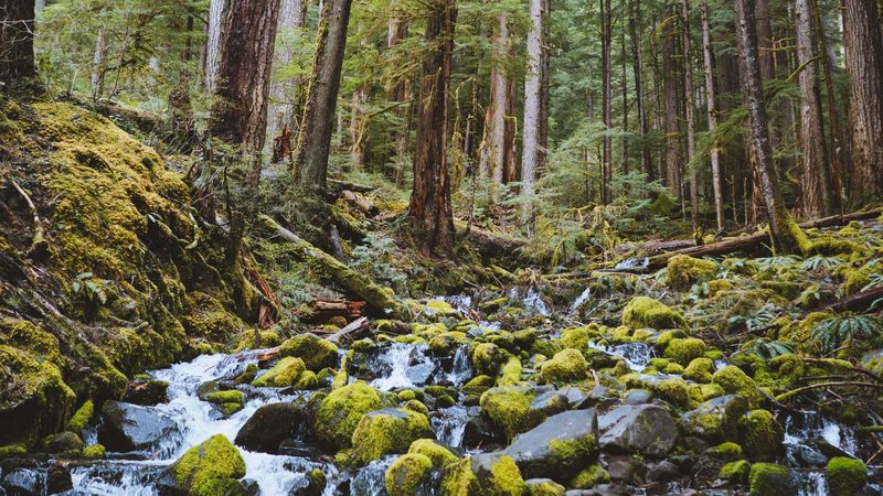 forest, waterfall, stones, course, 4k