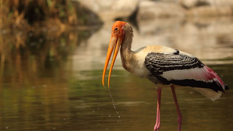 bird, beak, wings, feathers, 4k