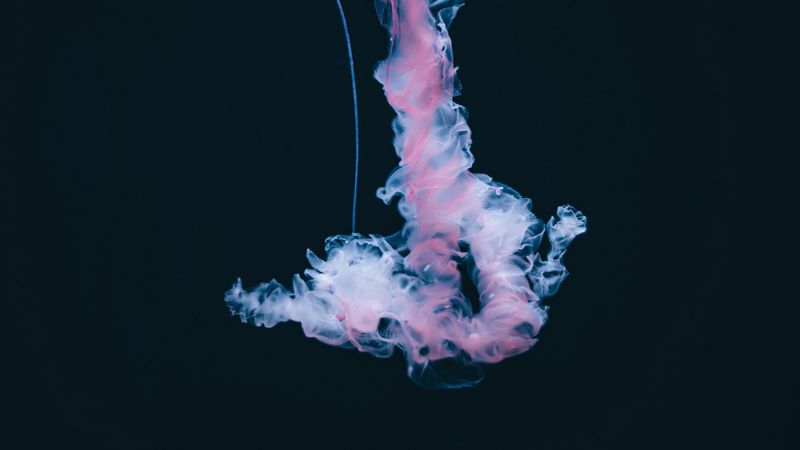 jellyfish, dark, pink, 4k