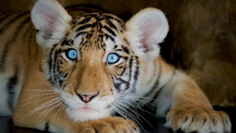 tiger, funny animals, 4K