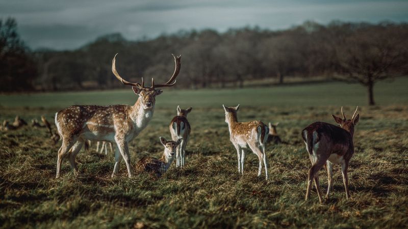 deer, horns, herbivore, animal, 4k
