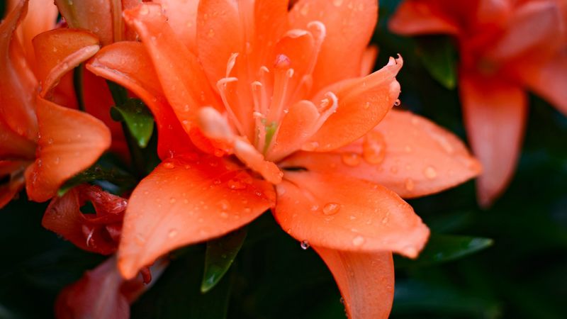 lily, flowers, orange, dew, 4k