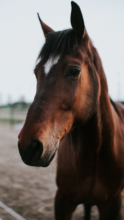 Animal Horse, Depth Of Field, 720x1280