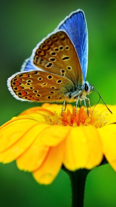 Animal Butterfly, Macro, Yellow Flower, Insect, Flower, 720x1280