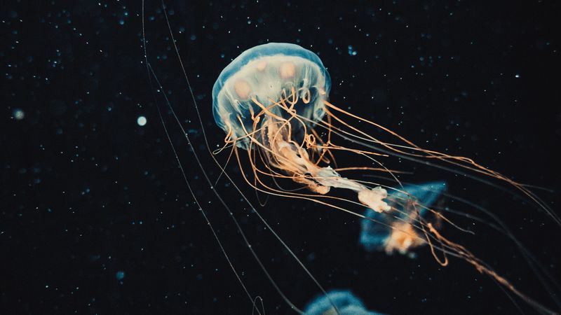 jellyfish, tentacles, water, beautiful, dark, 4k