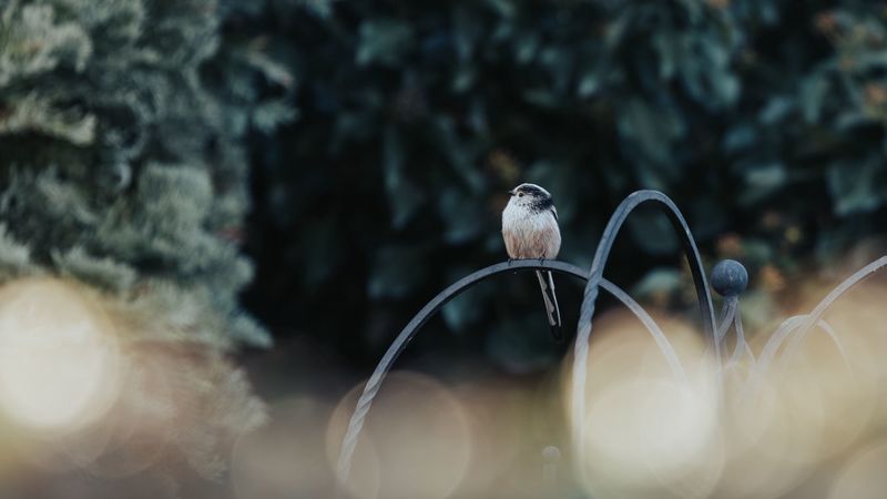 bird, lens flare, blur, 4k