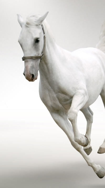 Animal Horse, 720x1280