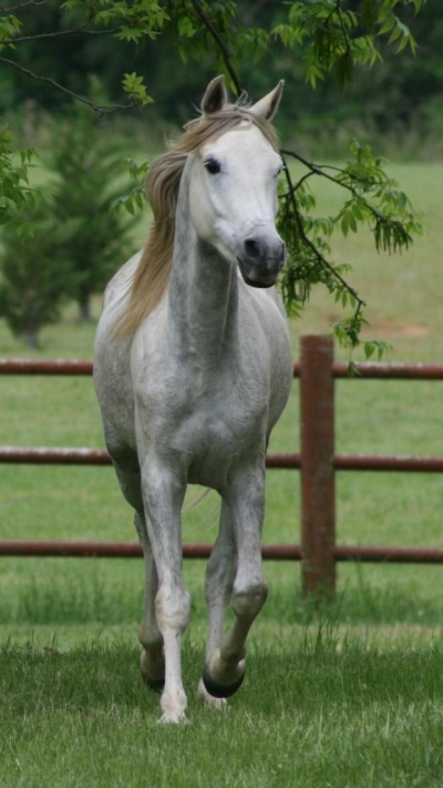 Animal Horse, 720x1280