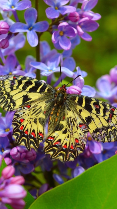 Animal Butterfly, Macro, Flower, Insect, 720x1280
