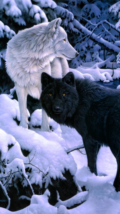 Animal Wolf, Winter, Snow, 720x1280