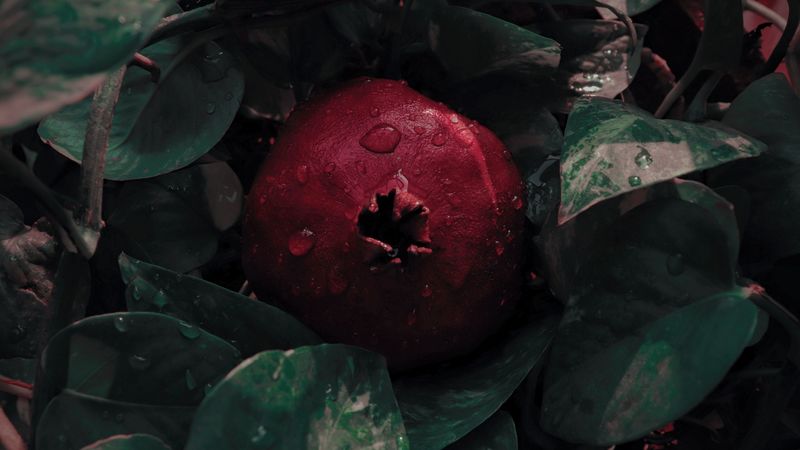 pomegranate, leaves, drops, fruit, red, 4k