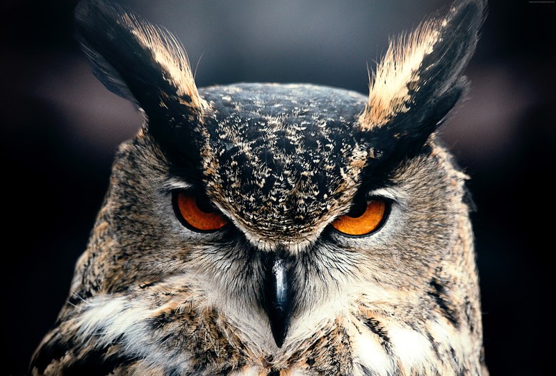 owl, birds, 4k, hd, 5k