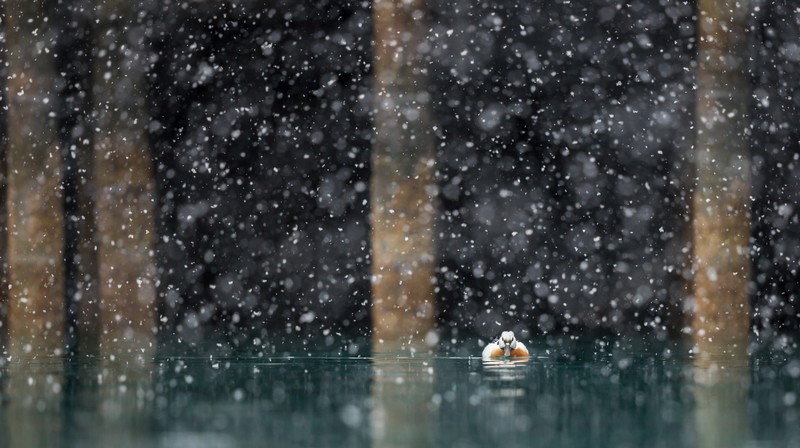 duck, birds, hd, 4k