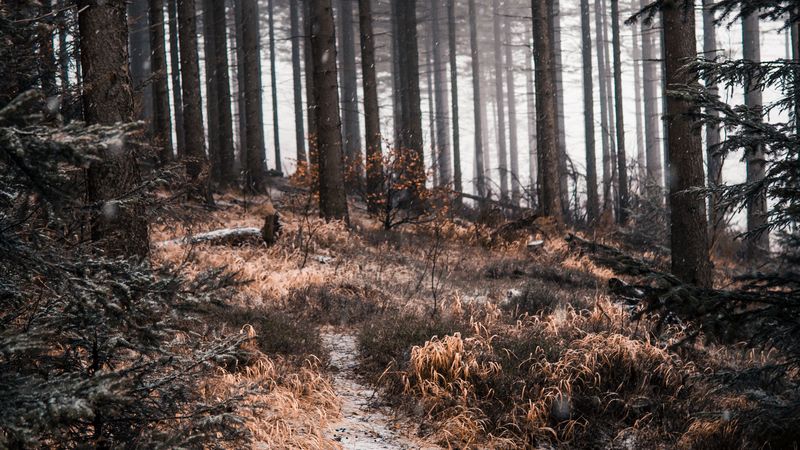 forest, path, trees, snow, nature, 4k