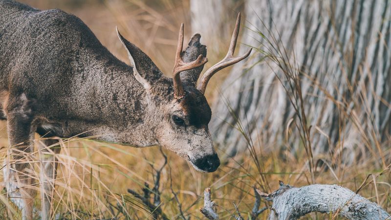deer, animal, brown, branch, grass, 4k