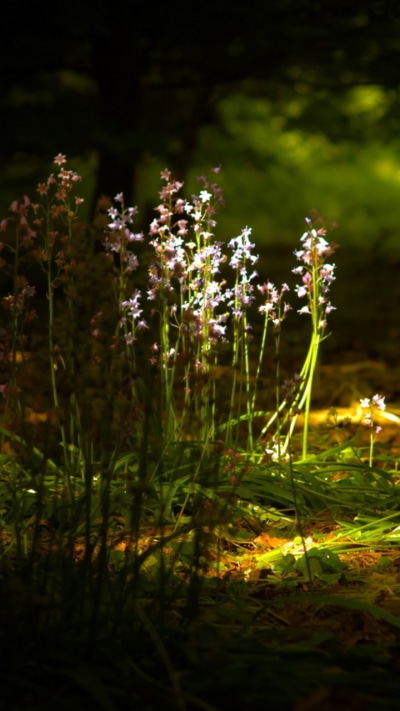 Earth Flower, 720x1280