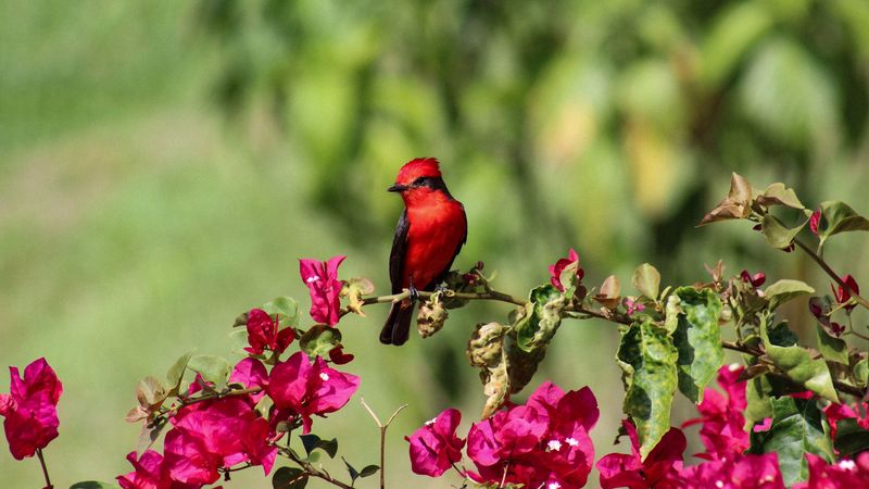 bird, northern cardinal, red, flowers, 4k