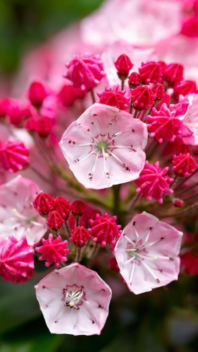Earth Flower, Close-up, Pink Flower, Nature, 720x1280