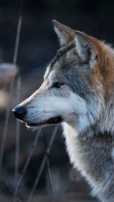 Animal Wolf, 720x1280