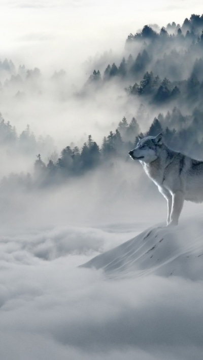 Animal Wolf, Forest, Fog, Cloud, 720x1280