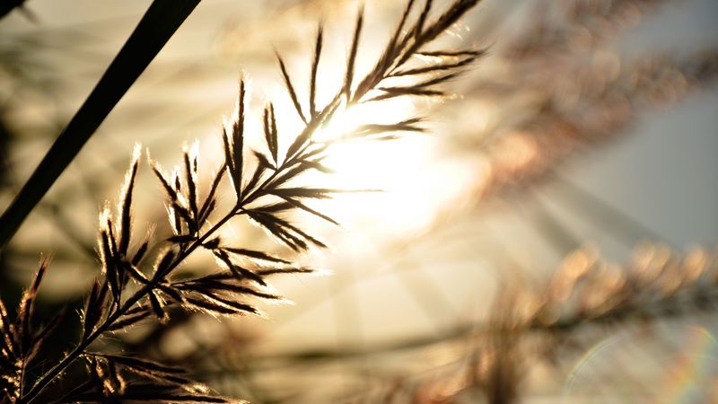branch, sunbeam, glare, 4k