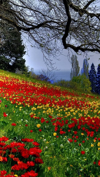 Earth Flower, Tulip, Earth, Poppy, Spring, 720x1280