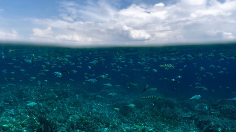 underwater world, fish, ocean, 4k