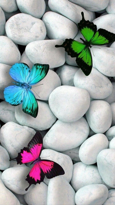 Animal Butterfly, Stone, 720x1280