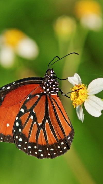Animal Butterfly, Macro, Insect, 720x1280