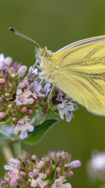 Animal Butterfly, Flower, Macro, Insect, 720x1280