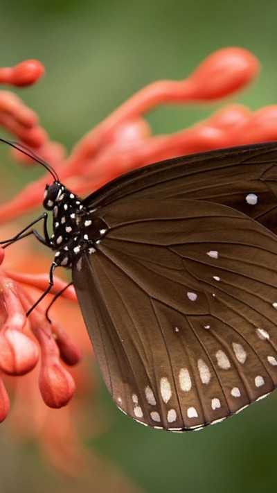 Animal Butterfly, Insect, 720x1280