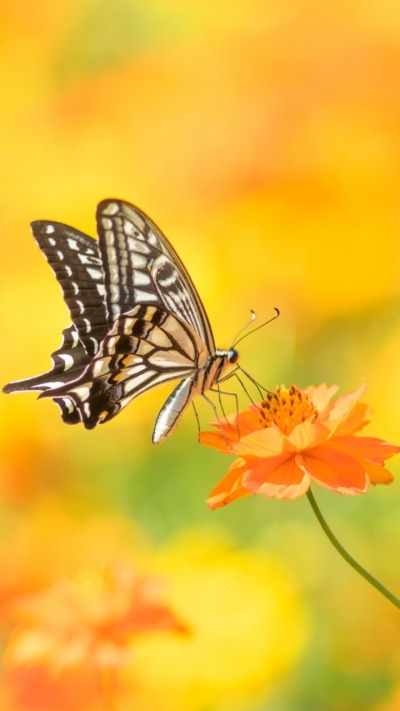 Animal Butterfly, Insect, Macro, Flower, Orange Flower, 720x1280
