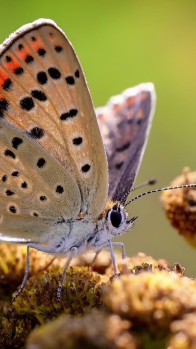 Animal Butterfly, Macro, Insect, 720x1280