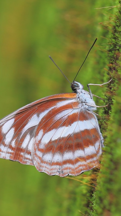Animal Butterfly, 720x1280