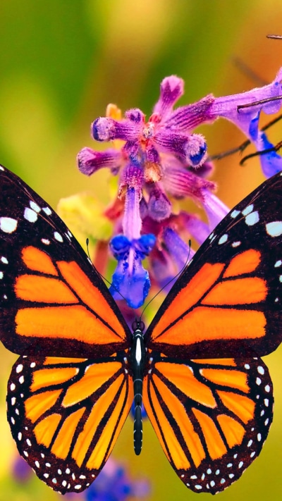 Animal Butterfly, 720x1280