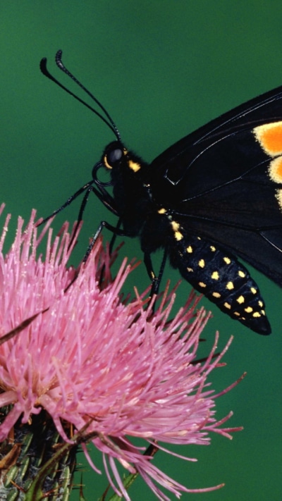 Animal Butterfly, 720x1280