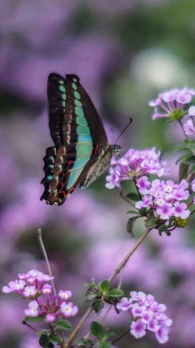 Animal Butterfly, 720x1280