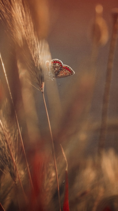 Animal Butterfly, 720x1280