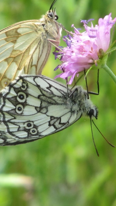 Animal Butterfly, 720x1280