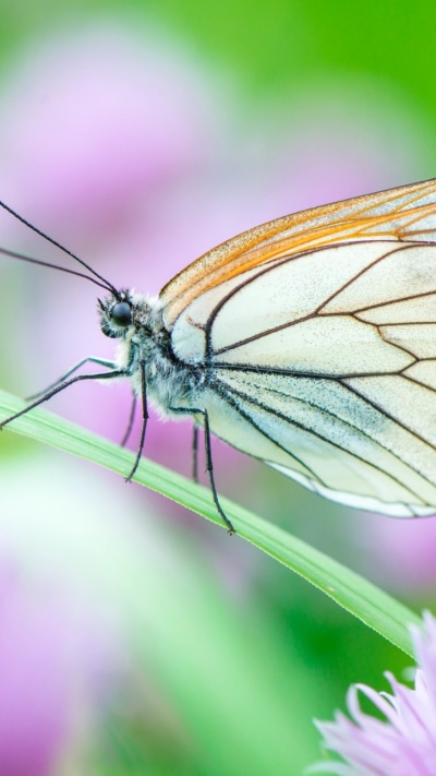 Animal Butterfly, 720x1280