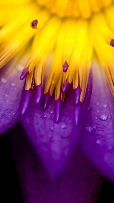 Earth Flower, Macro, Nature, 720x1280