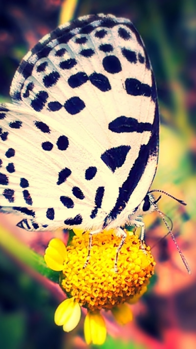 Animal Butterfly, 720x1280