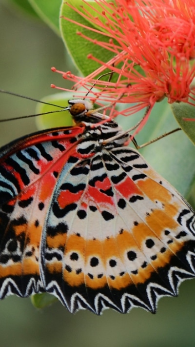 Animal Butterfly, 720x1280