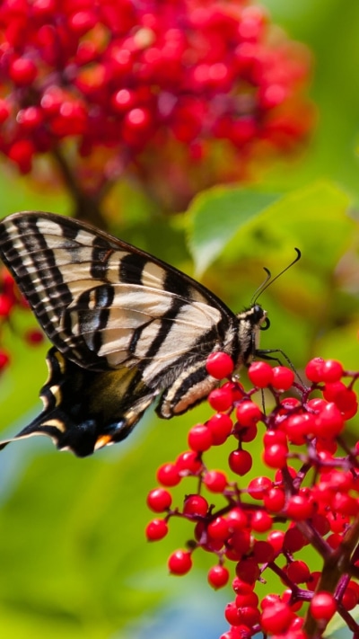 Animal Butterfly, 720x1280