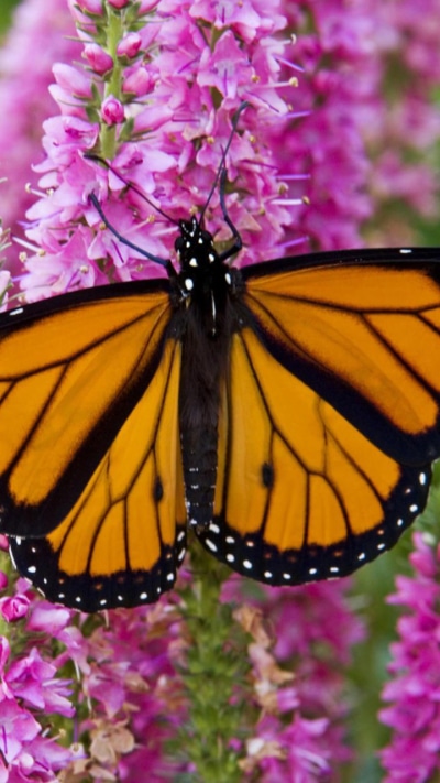 Animal Butterfly, Monarch Butterfly, Flower, 720x1280